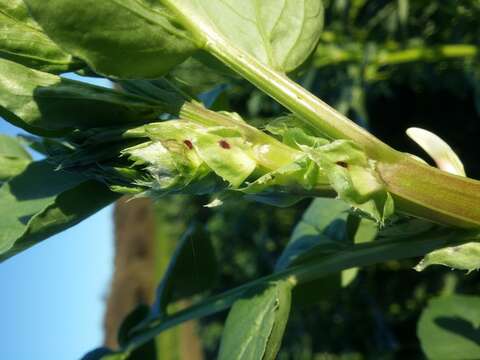 Image of Broad Bean