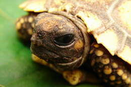 Image of Yellow-footed Tortoise