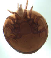 Image of tortoise mite