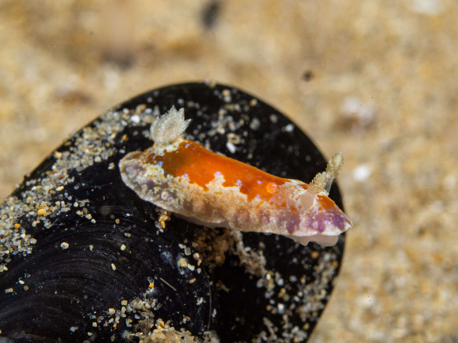 Image of Chromodoris alternata (Burn 1957)