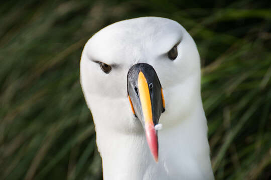 Image de Albatros de Carter