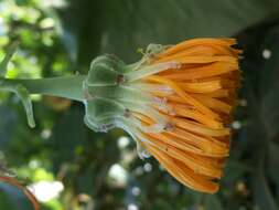 Image of Sonchus brassicifolius S. C. Kim & Mejías