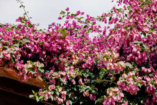 Слика од Bougainvillea