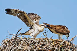 Image of ospreys