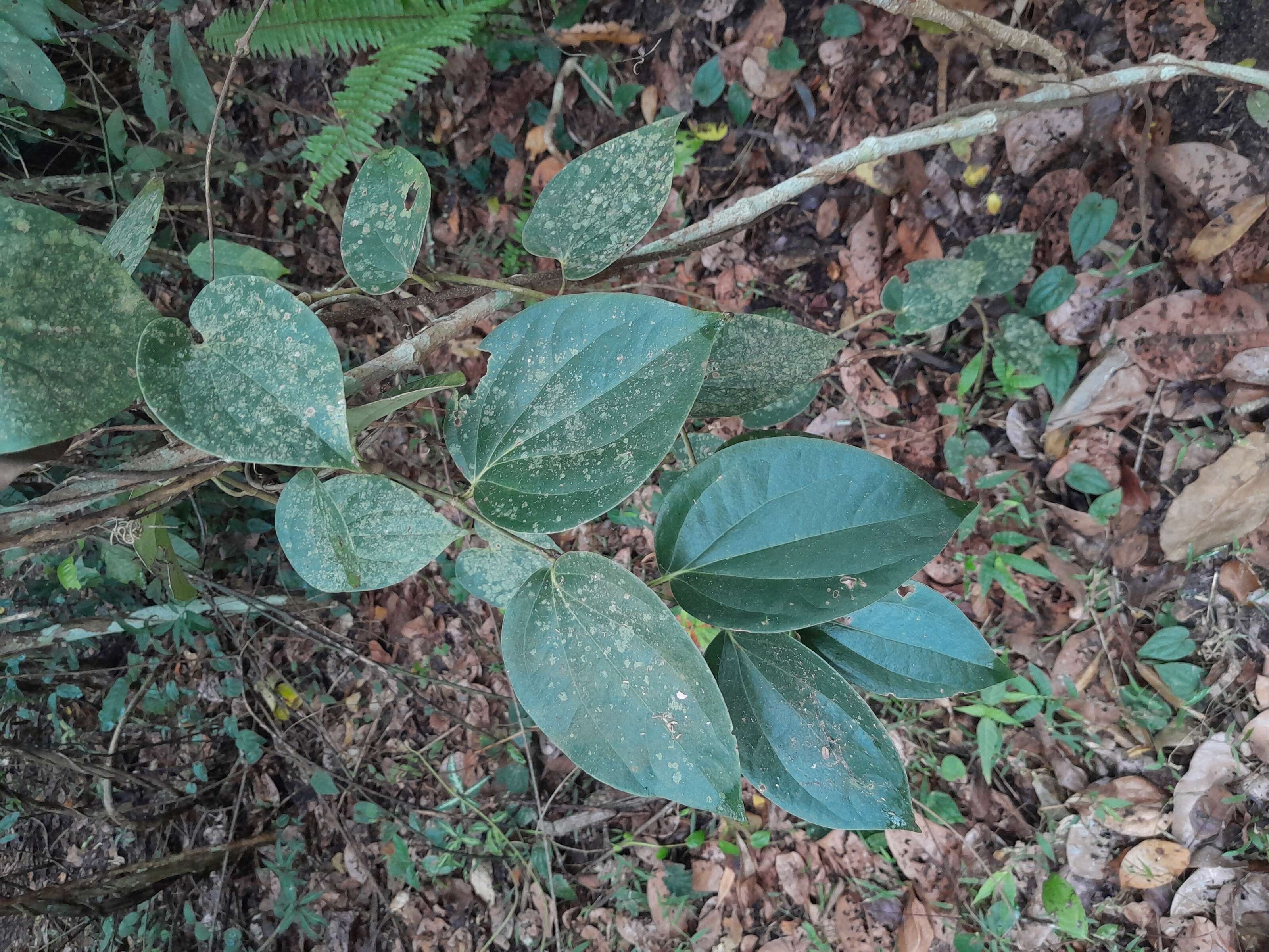 Слика од Piper hederaceum (Miq.) C. DC.