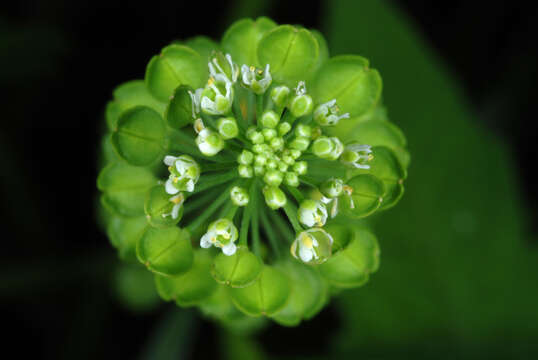 Image of Virginia pepperweed