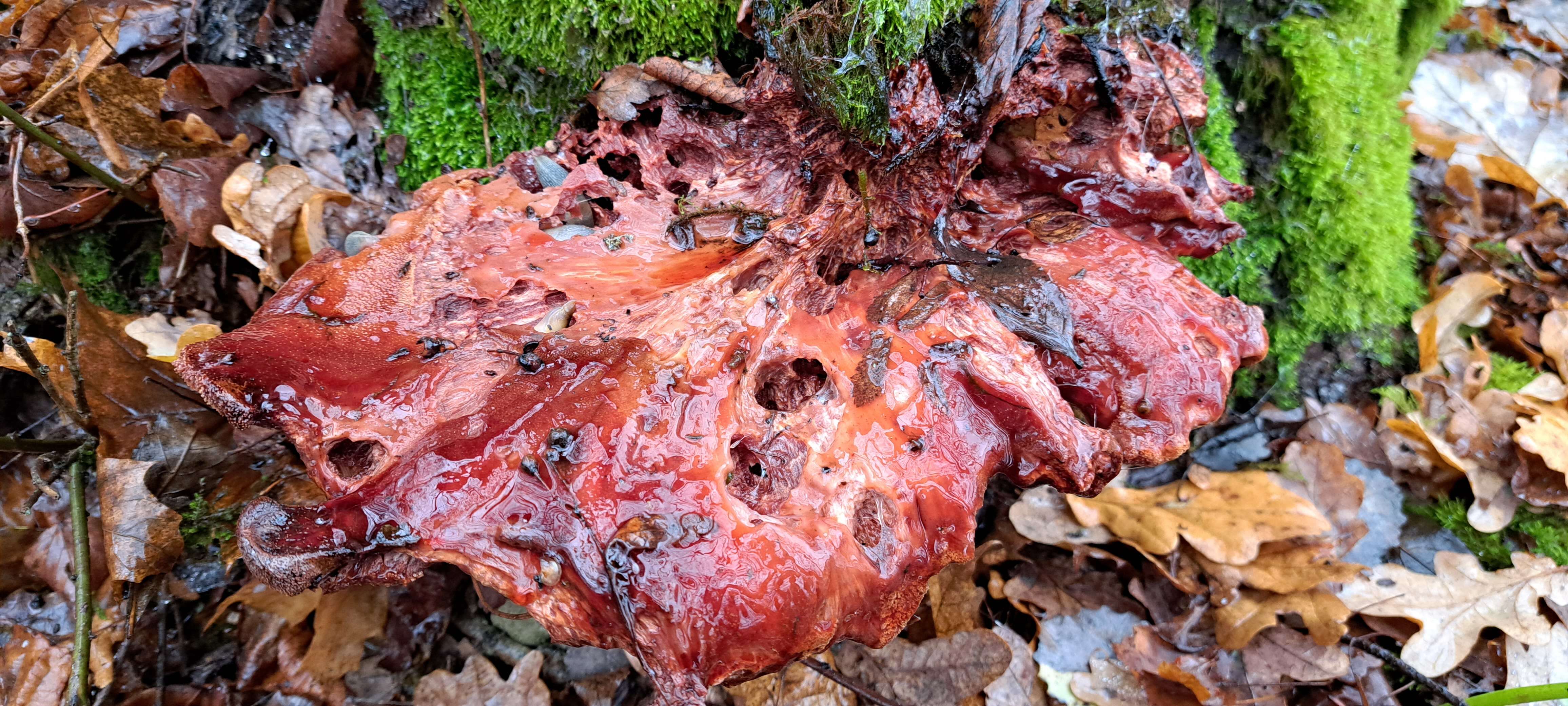 Image of Fistulinaceae