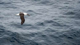 Image de Albatros de Carter