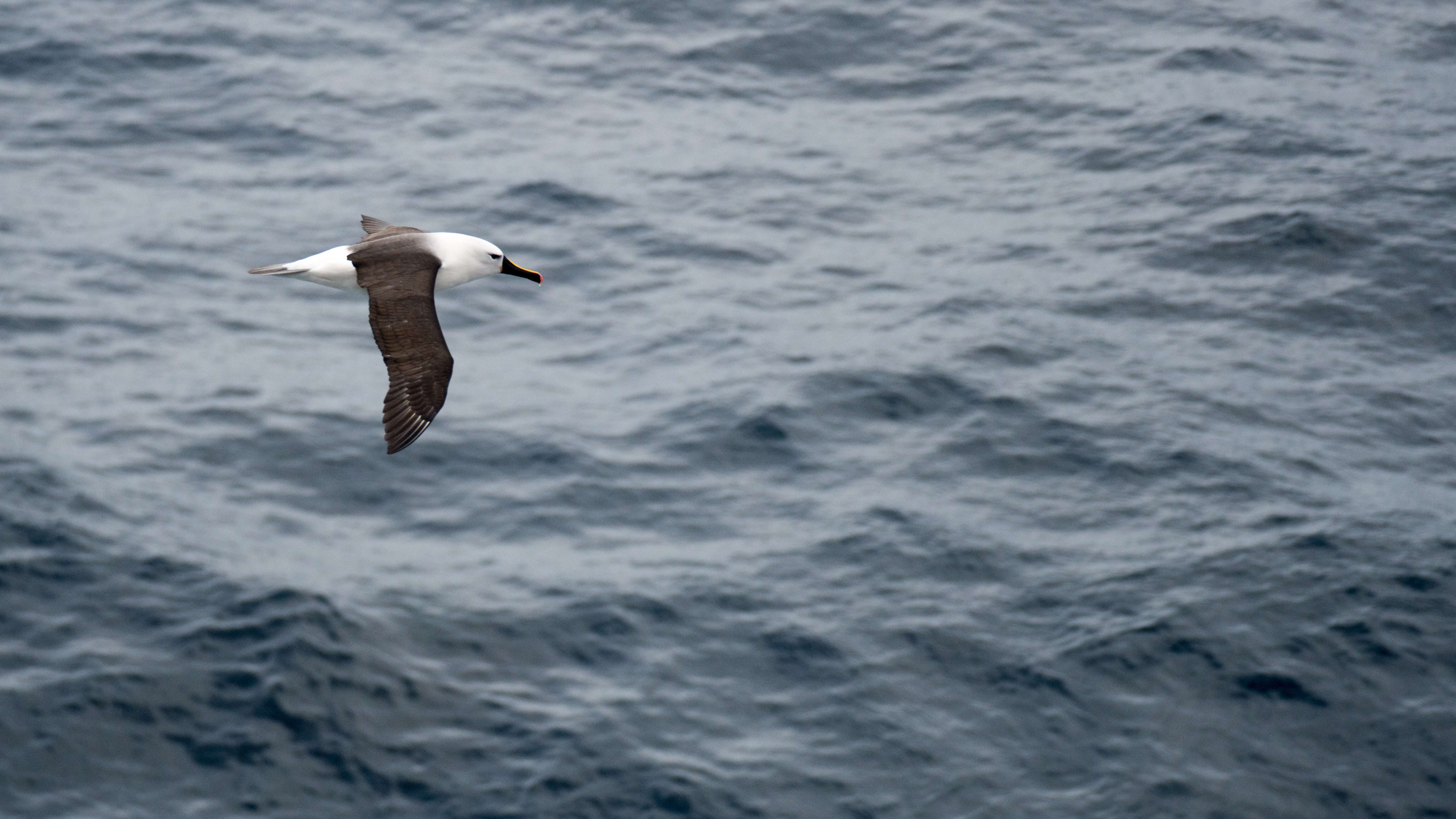 Image de Albatros de Carter