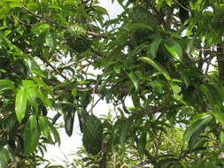 Image of soursop