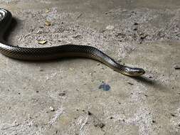 Image of Striped Crayfish Snake