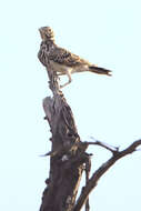 Image of Pinarocorys Shelley 1902