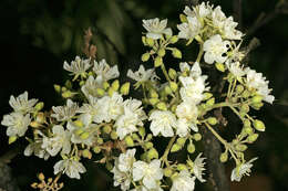 Imagem de Dombeya rotundifolia (Hochst.) Planch.