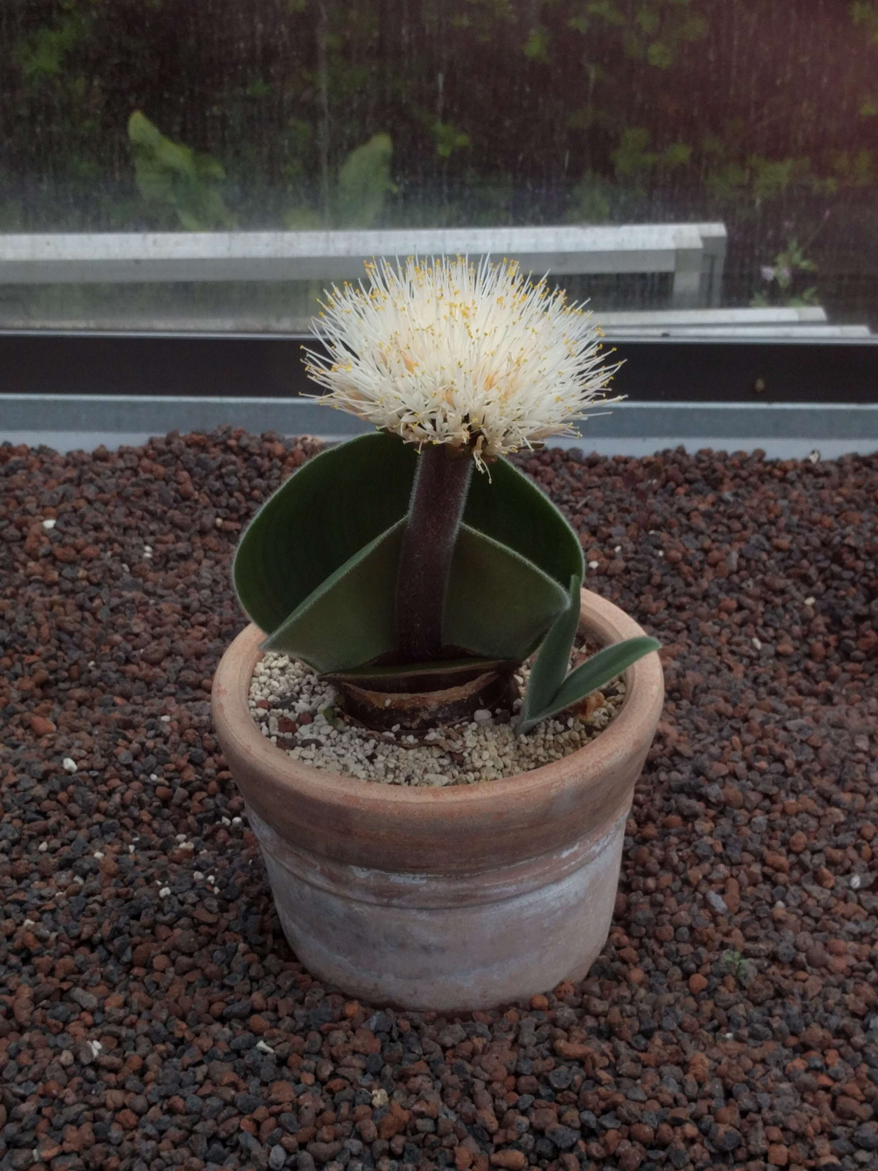 Imagem de Haemanthus albiflos Jacq.