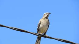 Image of Chilean Mockingbird