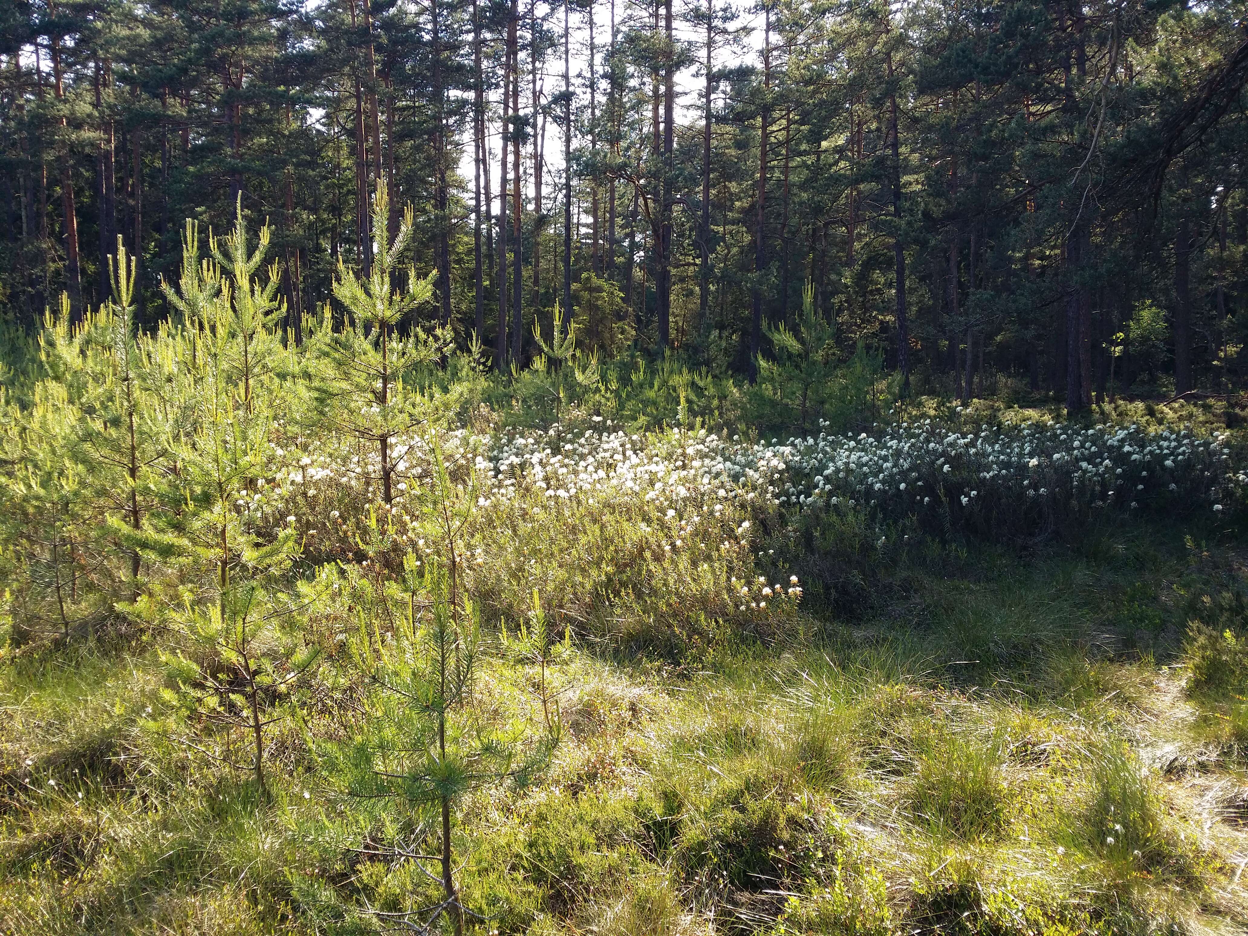 Imagem de Rhododendron tomentosum (Stokes) Harmaja