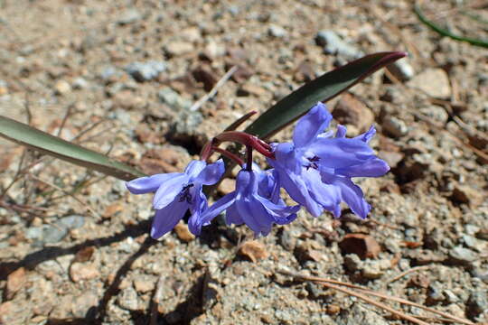 Слика од Scilla lochiae (Meikle) Speta