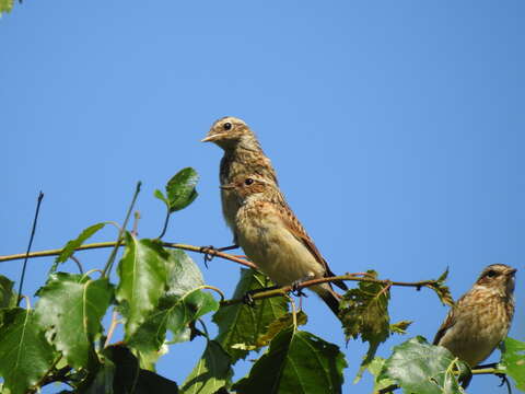 Image of Whinchat