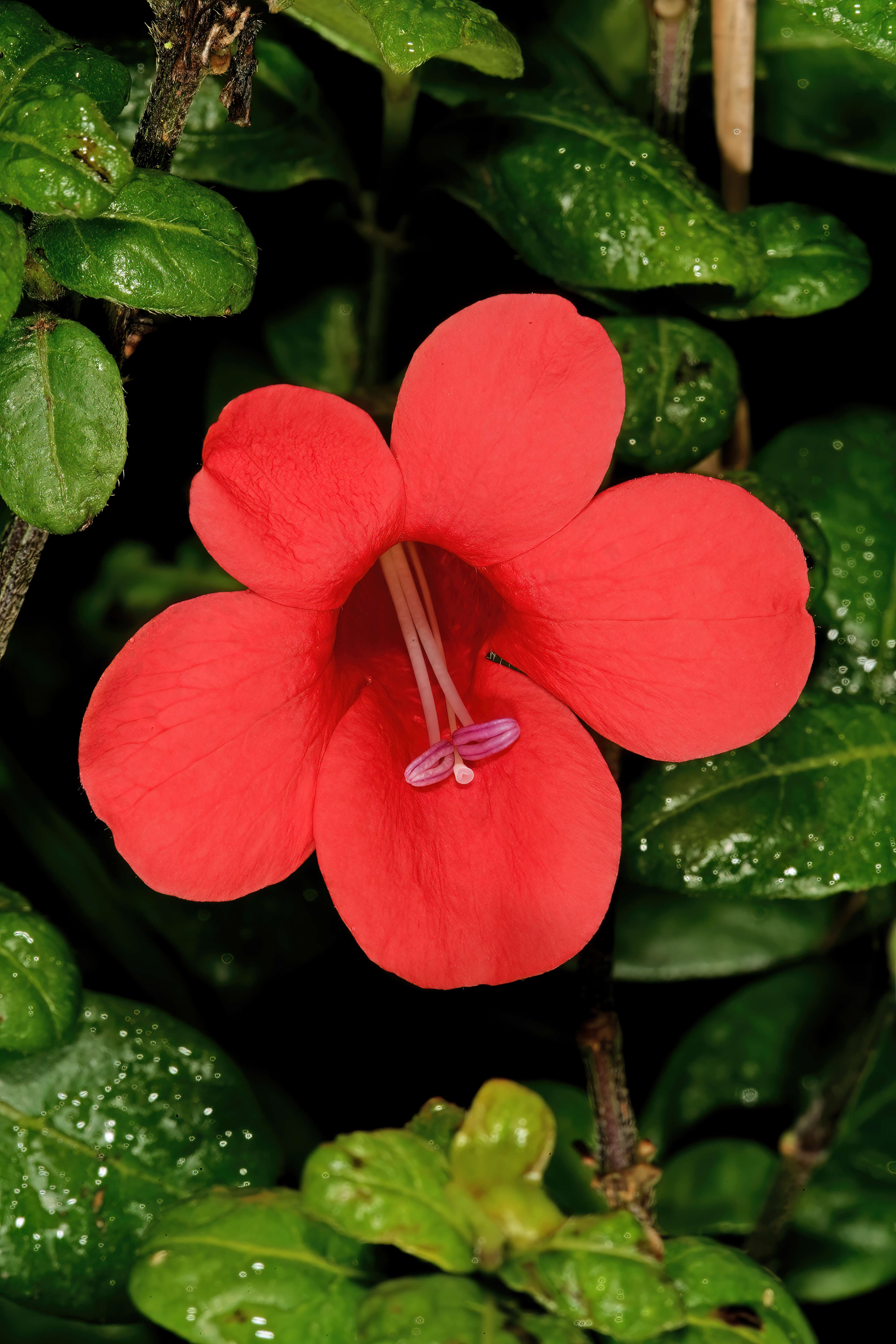 Image of Barleria repens Nees