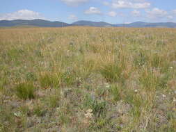 Plancia ëd Festuca campestris Rydb.