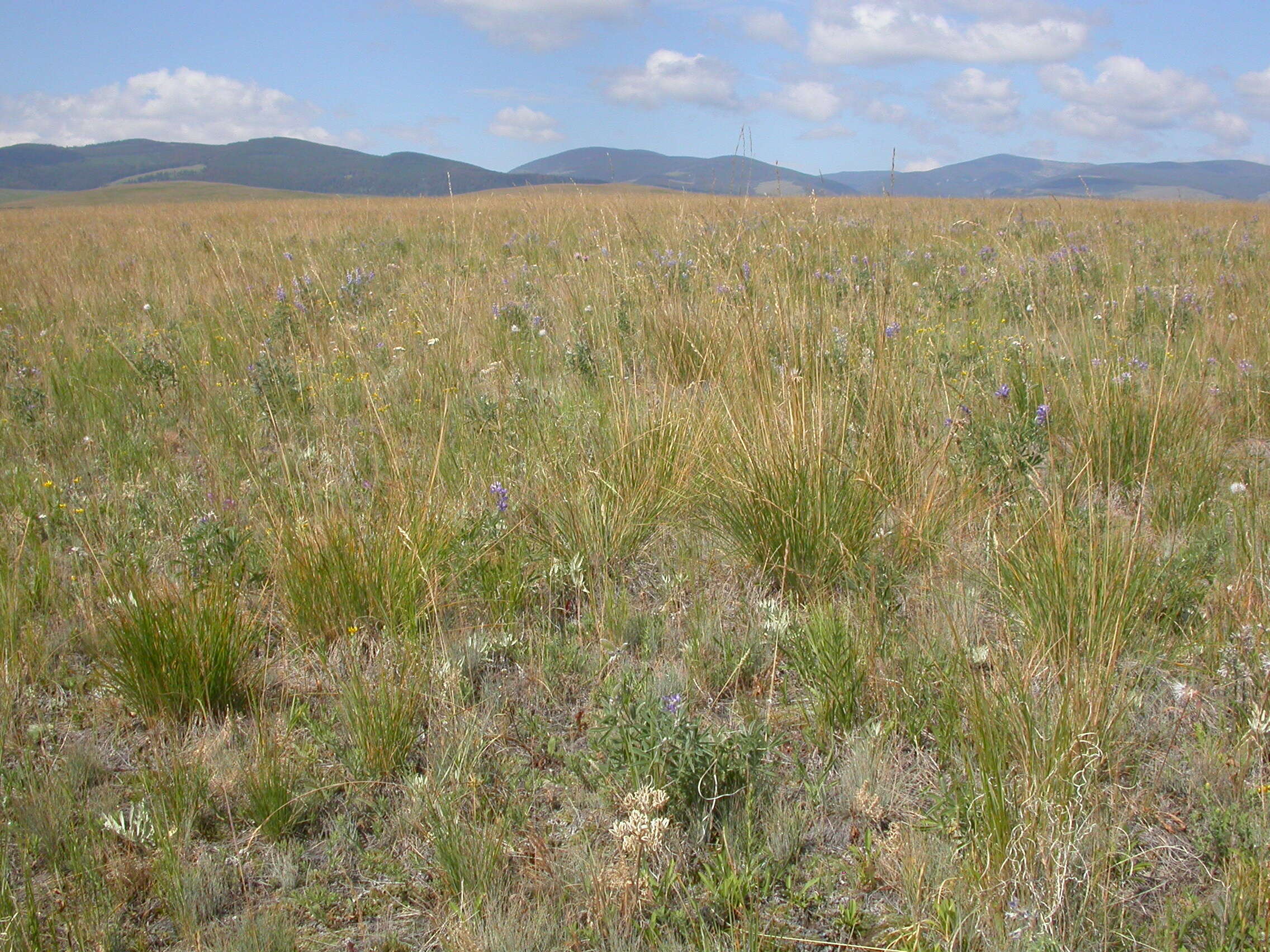 Plancia ëd Festuca campestris Rydb.