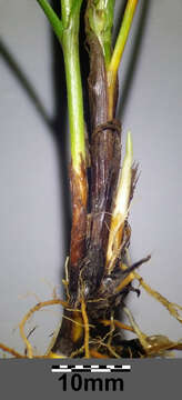 Image of Flat-sedge