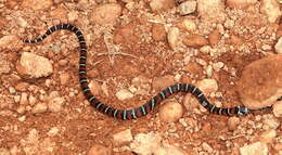 Image of Lampropeltis micropholis Cope 1860