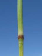 Image of Golden velvet grass