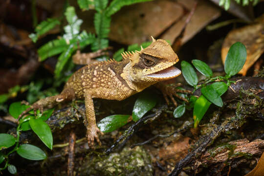 Image of Acanthosaura cardamomensis Wood, Grismer, Grismer, Neang, Chav & Holden 2010