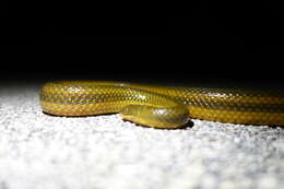 Image of Striped Crayfish Snake