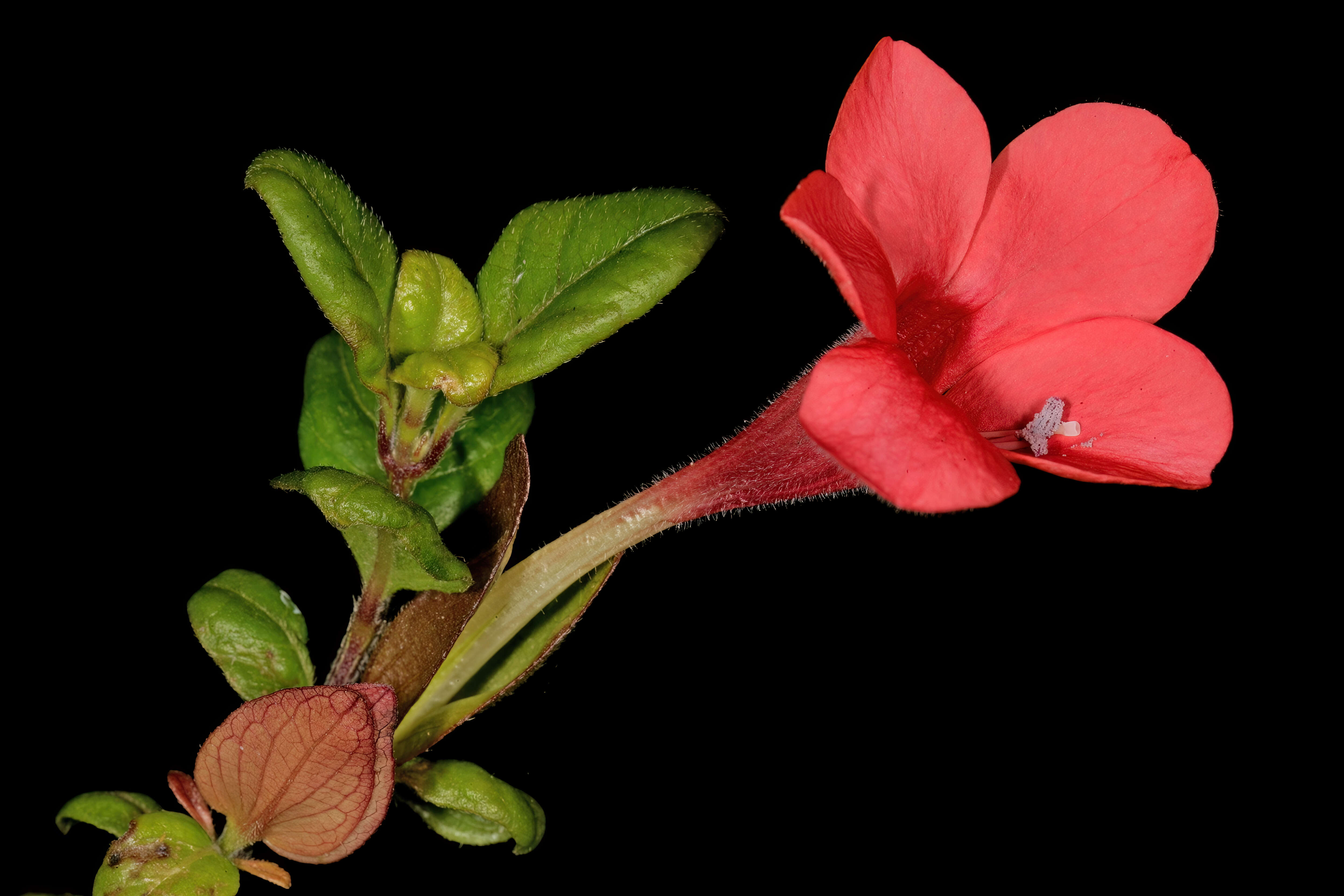 Image of Barleria repens Nees