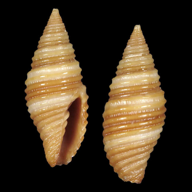 Image of Pseudonebularia sarinoae (Poppe 2008)