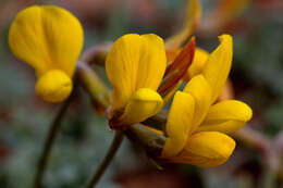 Image of Mearns' bird's-foot trefoil