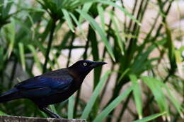 Image of Boat-tailed Grackle