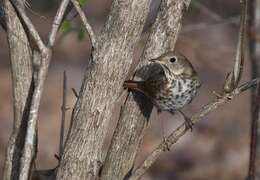 Image of Hermit Thrush