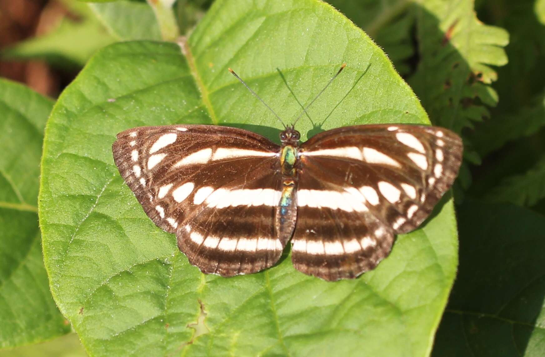 Image of Neptis clinia Moore 1872