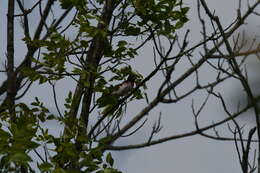 Image of Rose-breasted Grosbeak