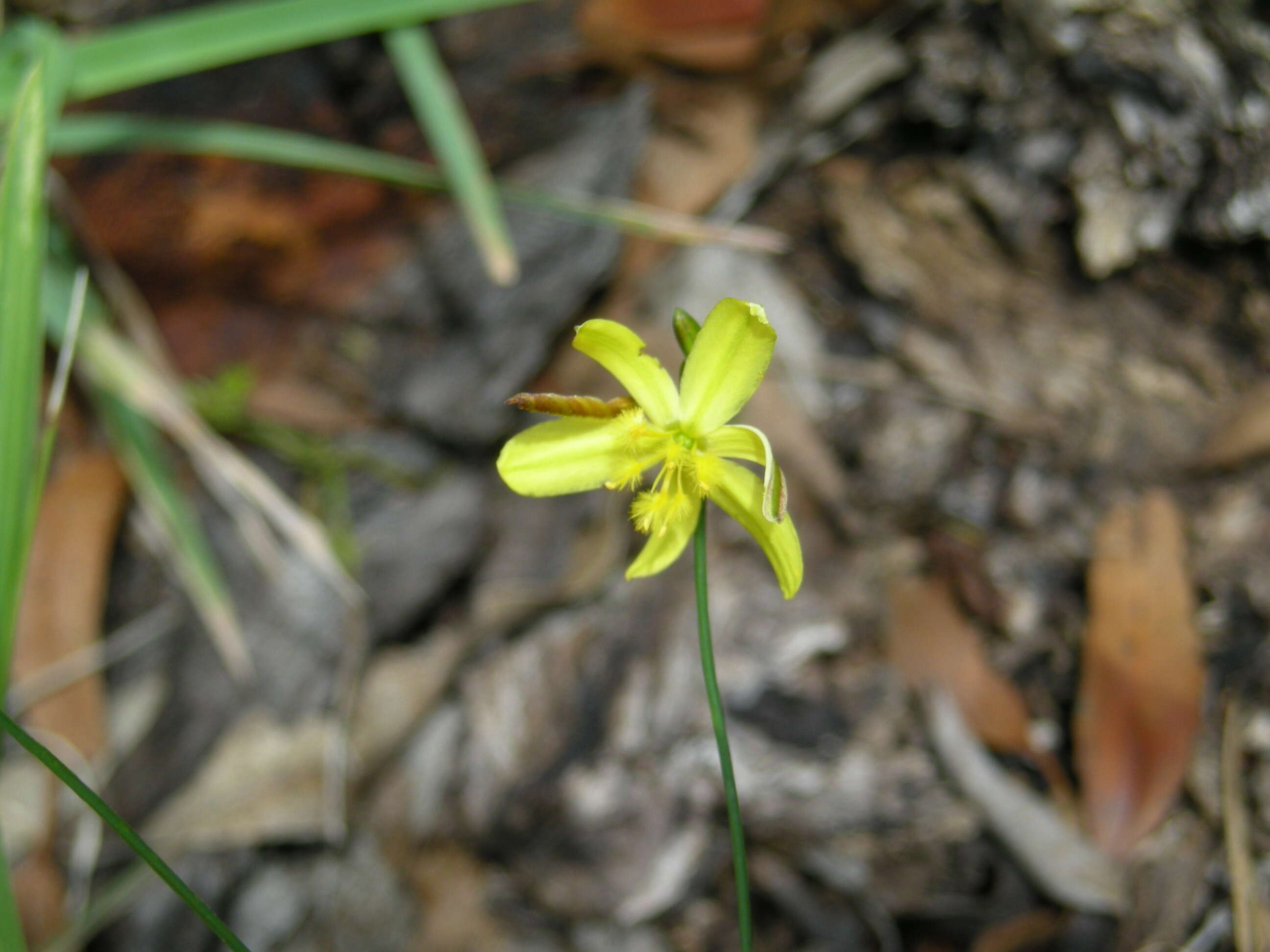 Imagem de Tricoryne elatior R. Br.