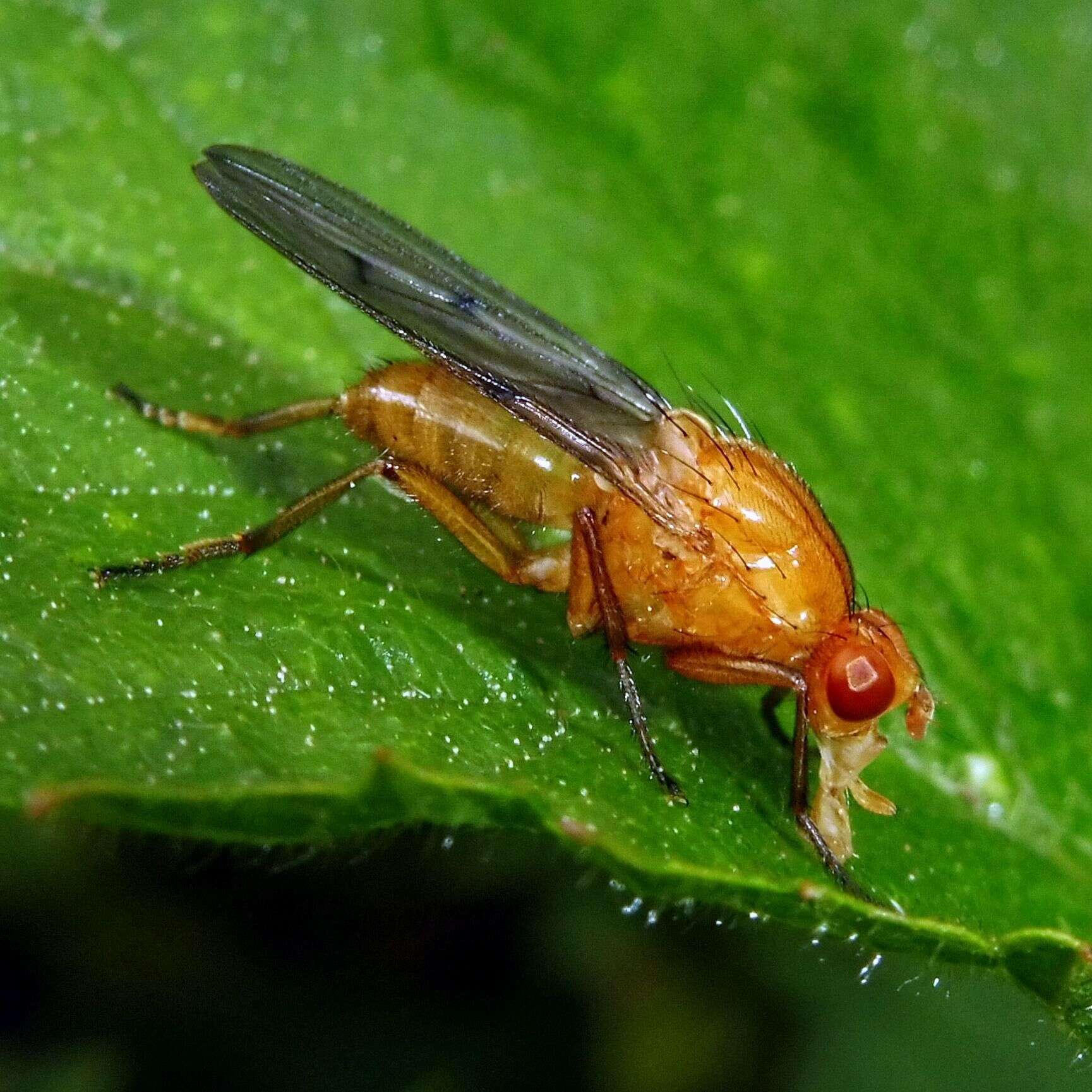 Image of Dryomyza anilis Fallen 1820