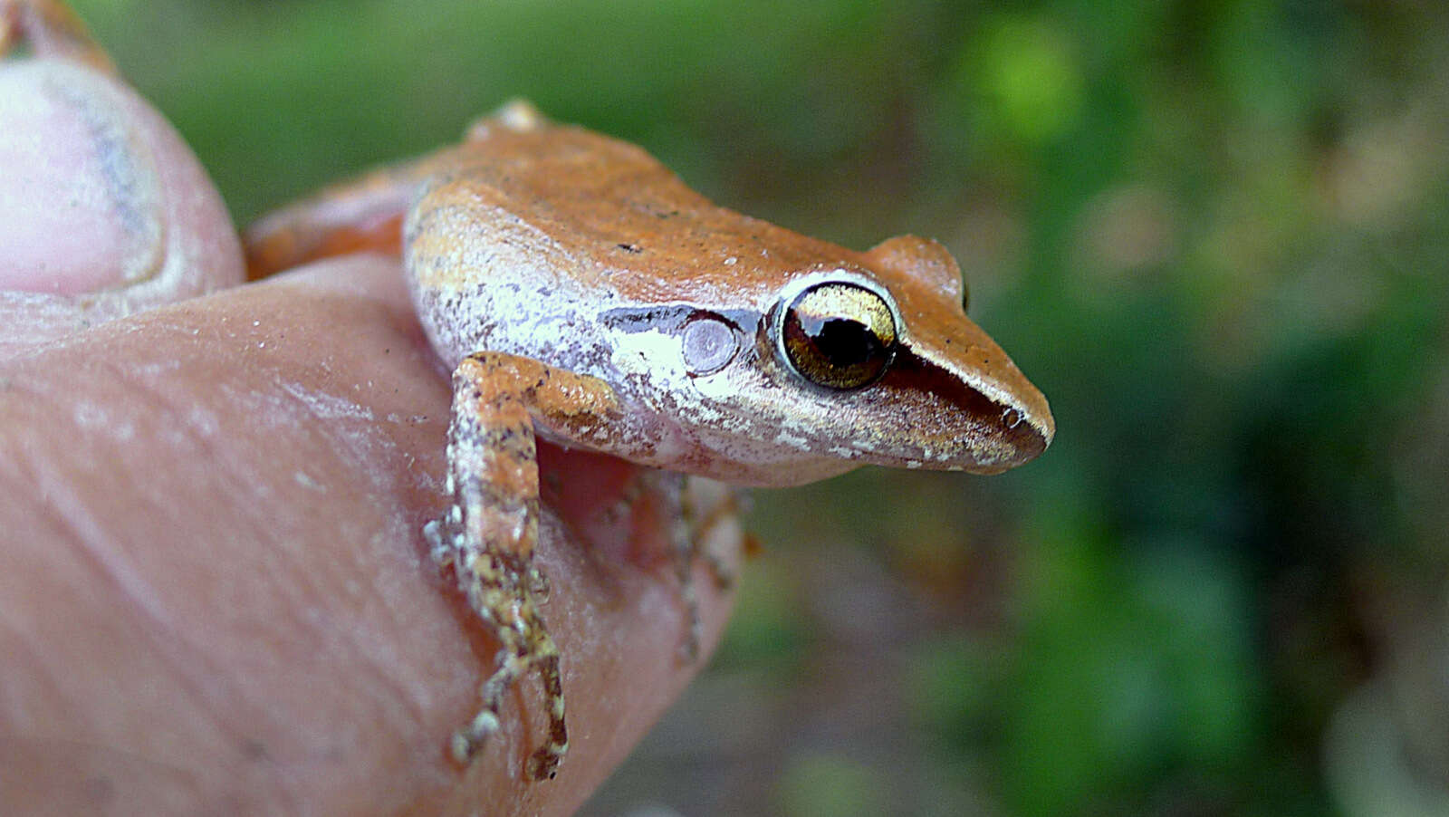 Image of Paulo's Robber Frog