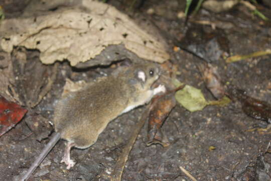 Image of Mexican Deer Mouse