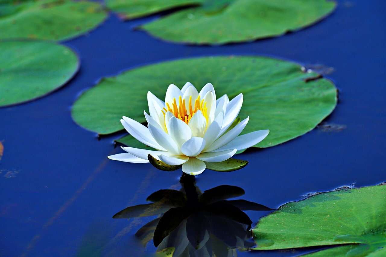 Image of waterlily