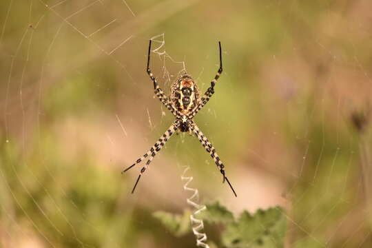 Image of Banded Argiope