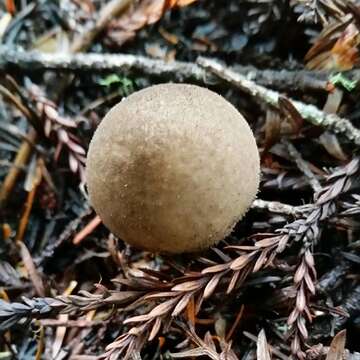 Imagem de Lycoperdon umbrinum Pers. 1801