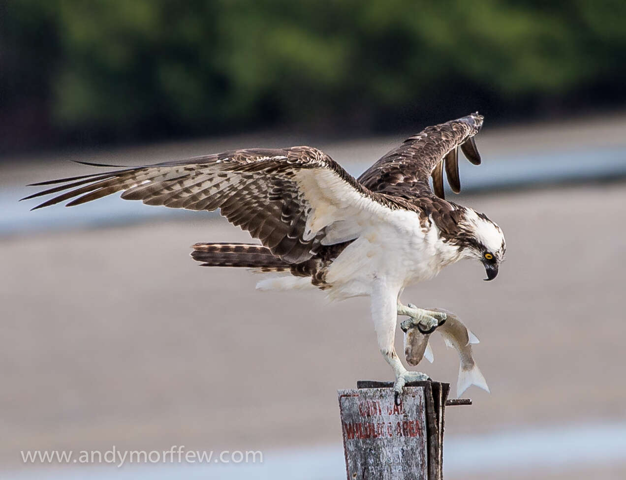 Image of ospreys