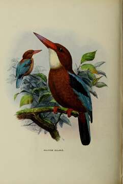 Image of Brown-breasted Kingfisher