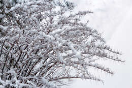 Image of Japanese Knotweed