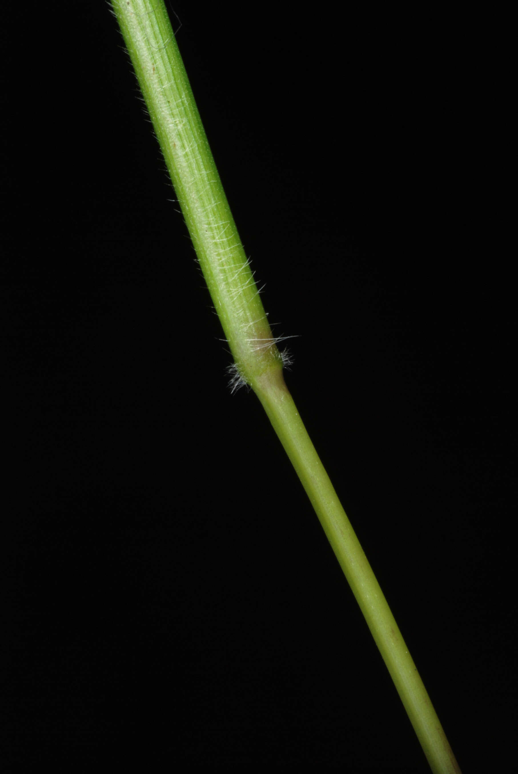 Image of small carpgrass