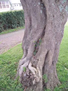 Plancia ëd Olea europaea subsp. cuspidata (Wall. & G. Don) Cif.