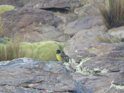 Imagem de Spinus crassirostris (Landbeck 1877)